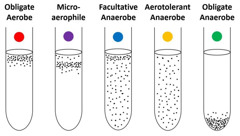 facultative-anaerobes-a-close-study